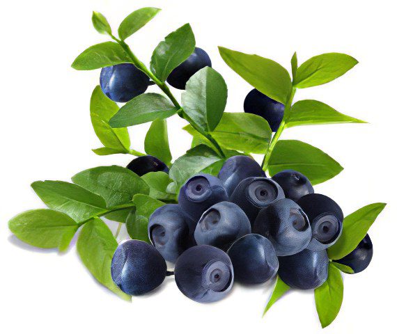 Blueberries: useful properties, recipes