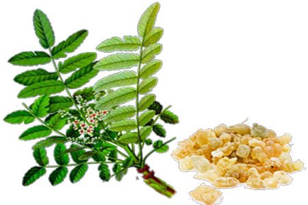 Boswellia serrata &#8220;joint healer&#8221;