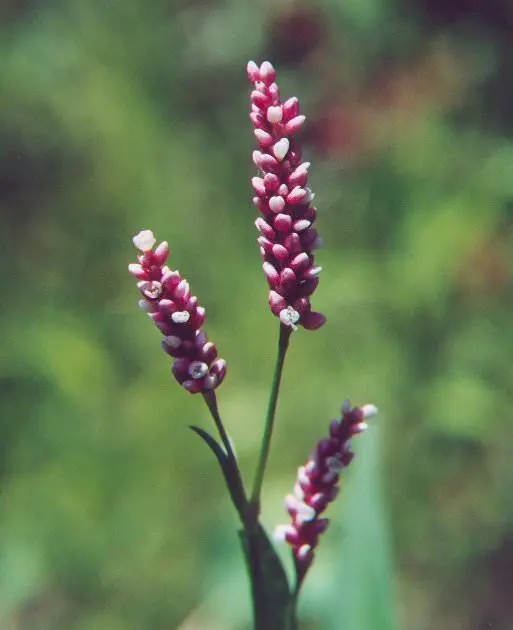 bud grass