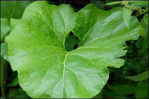 Burdock: benefits, cooking recipes, harvesting