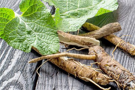 Burdock: benefits, cooking recipes, harvesting