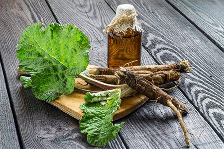 Burdock: benefits, cooking recipes, harvesting