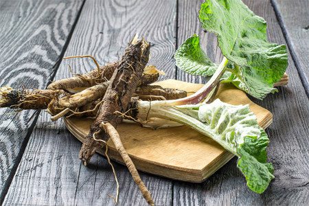 Burdock: benefits, cooking recipes, harvesting