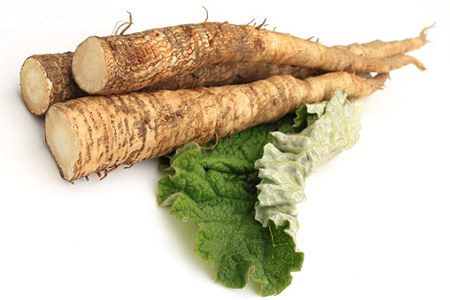 Burdock: benefits, cooking recipes, harvesting