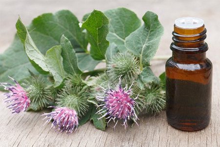 Burdock: benefits, cooking recipes, harvesting