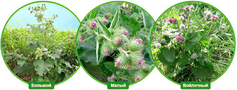 Burdock: benefits, cooking recipes, harvesting