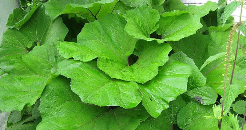 Butterbur