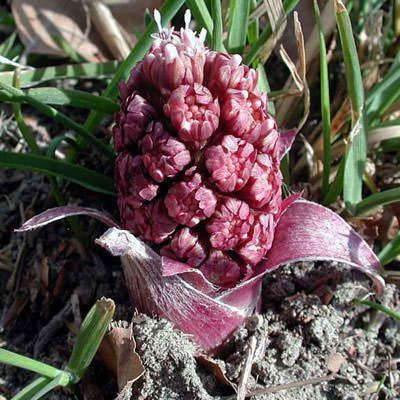 Butterbur