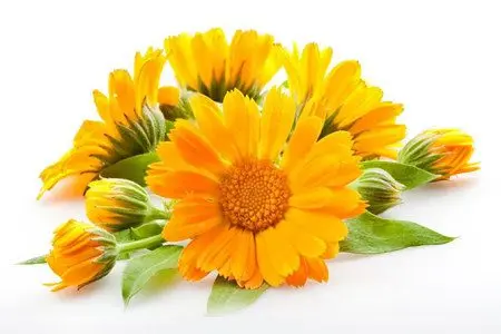 Calendula: medicinal properties and uses