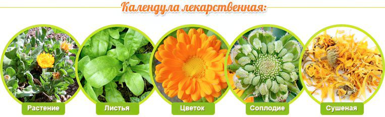 Calendula: medicinal properties and uses