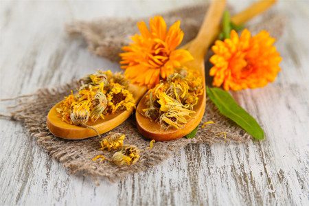 Calendula: medicinal properties and uses