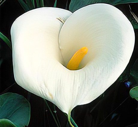 Calla