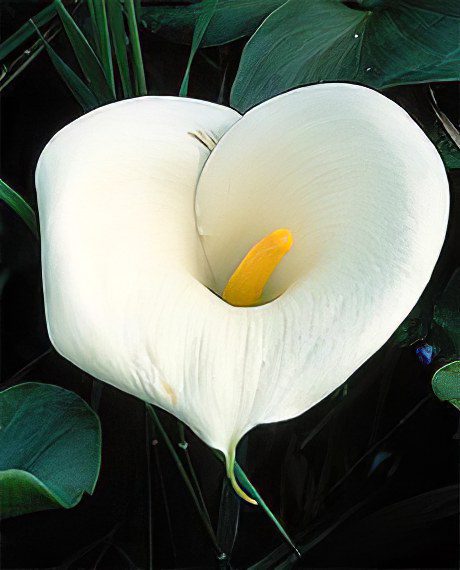 Calla