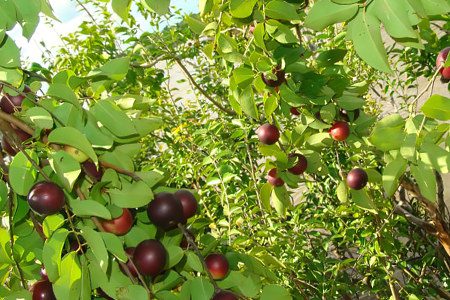 Camu Camu - 7 useful properties, how to eat it?