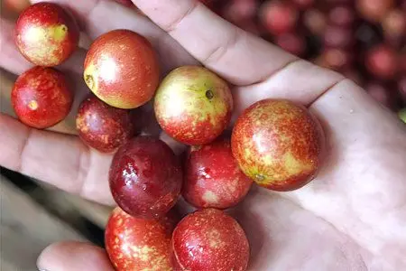 Camu Camu - 7 useful properties, how to eat it?