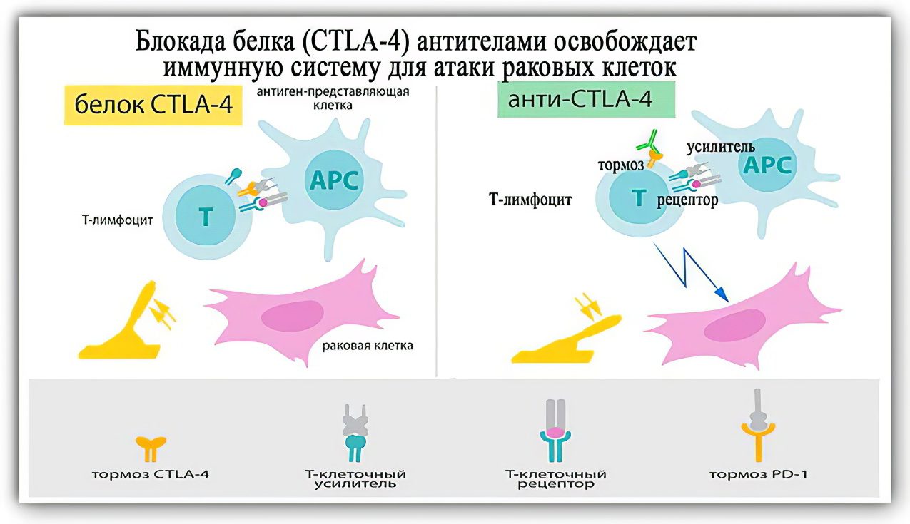 Cancer Immunotherapy: Nobel Prize in Medicine 2018