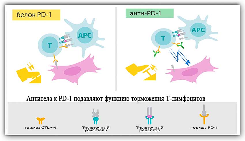 Cancer Immunotherapy: Nobel Prize in Medicine 2018