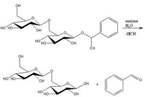 Cancer treatment without surgery and chemotherapy: Apramar® (Amygdalin, Vitamin B17) - the basis of vitamin therapy