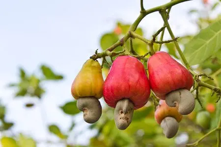 Cashews: benefits and harms, how much can you eat?