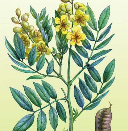 Cassia holly