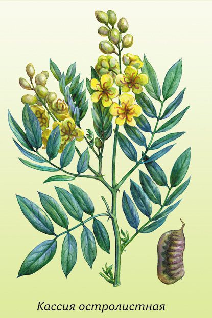 Cassia holly