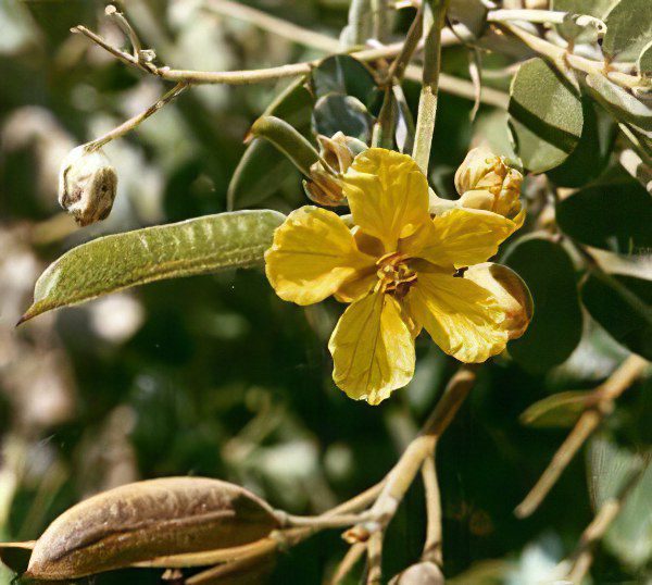 Cassia holly