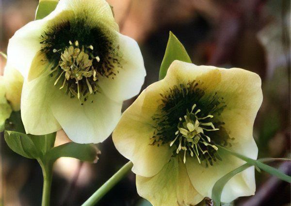 Caucasian hellebore: useful properties and applications