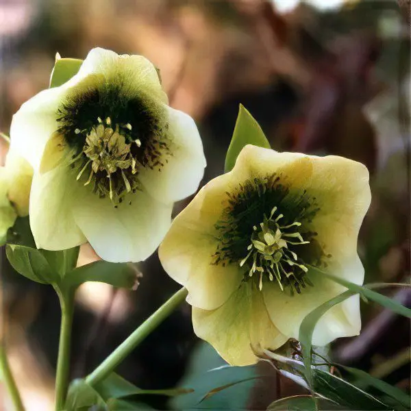 Caucasian hellebore: useful properties and applications