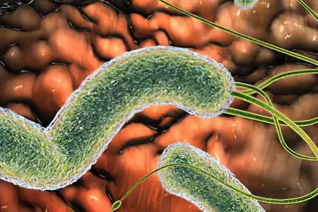 Causes, forms and symptoms of Helicobacter pylori