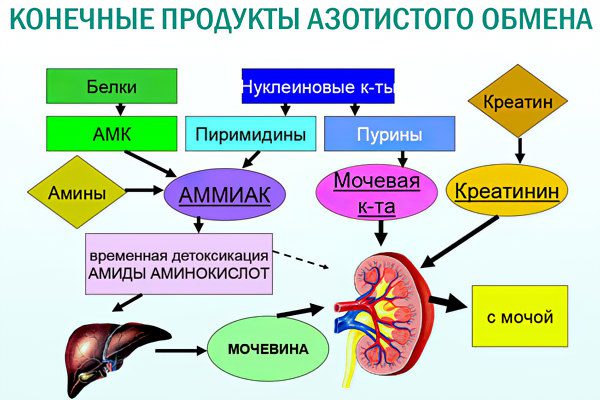 Causes of a decrease in urea in the blood