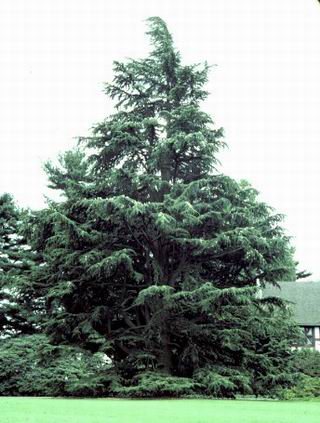 Cedar