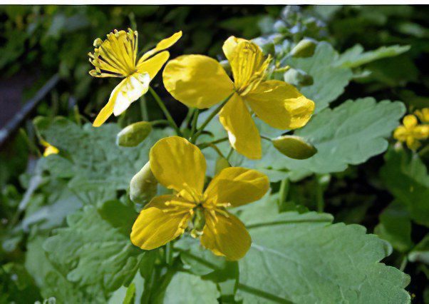 Celandine: properties, application and treatment