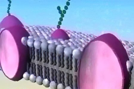 cell membrane