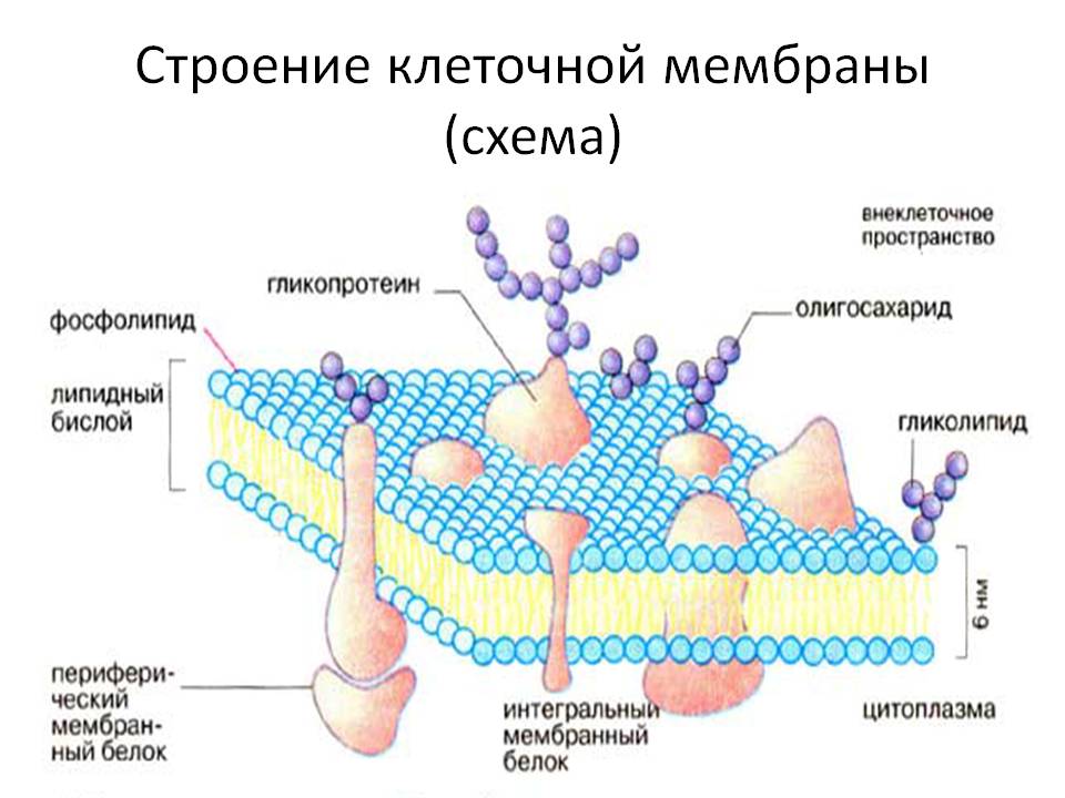 cell membrane