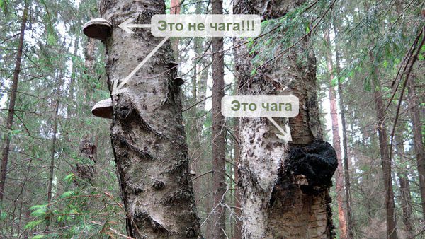 Chaga: useful properties and uses of birch fungus