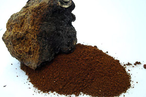 Chaga: useful properties and uses of birch fungus