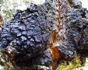 Chaga: useful properties and uses of birch fungus