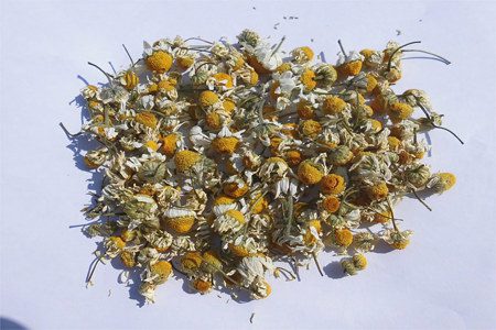 Chamomile: benefits, preparation and contraindications