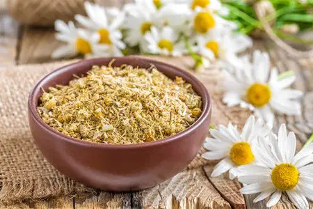 Chamomile: benefits, preparation and contraindications