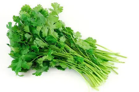 Cilantro: benefits for men, women and children