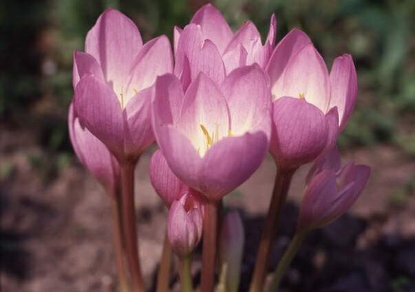 Colchicum