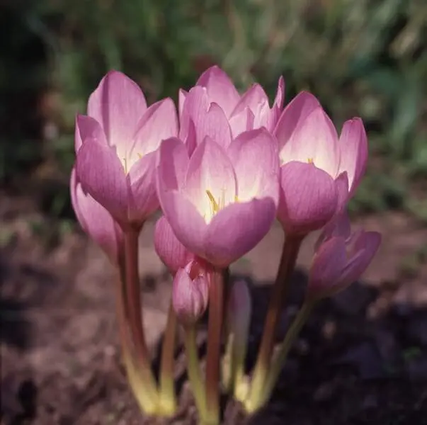 Colchicum