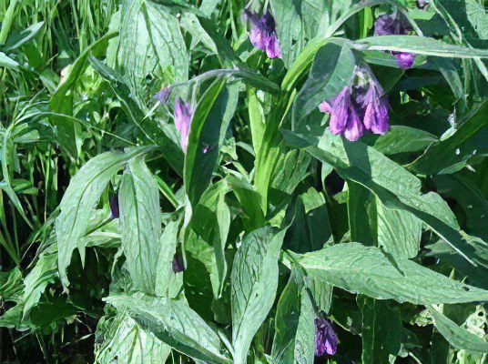 Comfrey