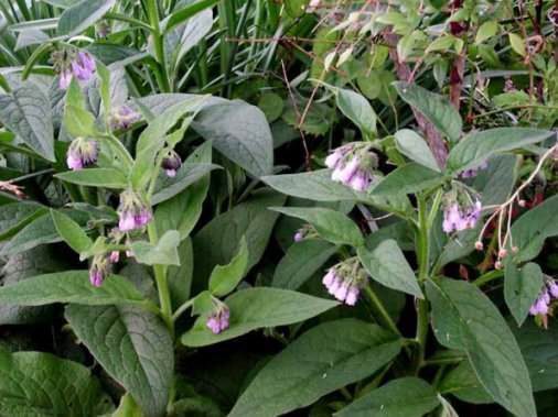 Comfrey