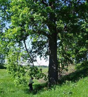 Common oak