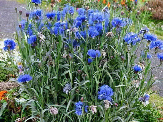 Cornflower blue