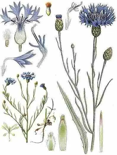 Cornflower blue
