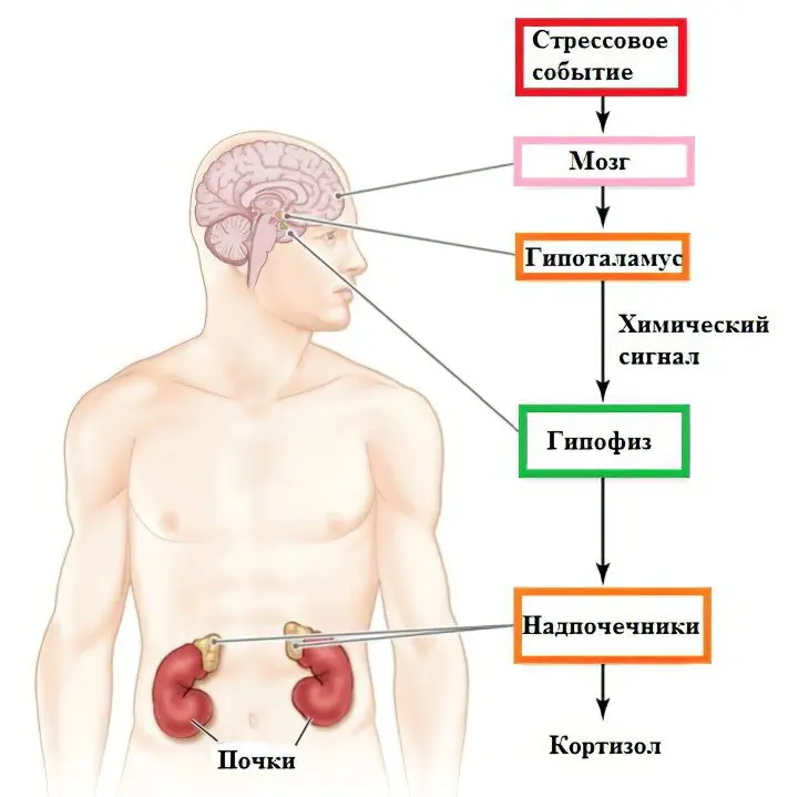 Cortisol: what is it? Norm in the blood