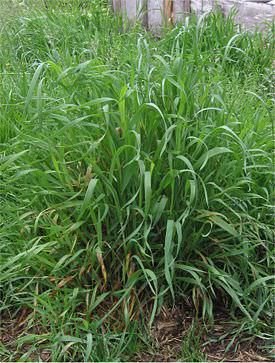 Creeping wheatgrass