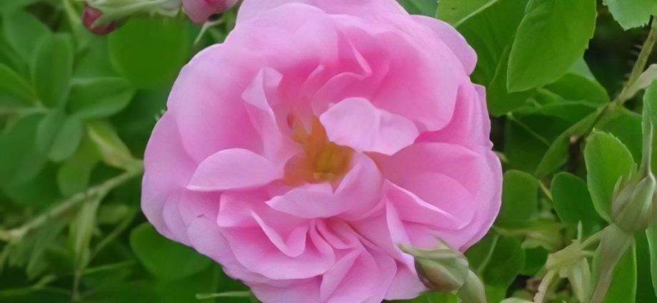 Crimean rose